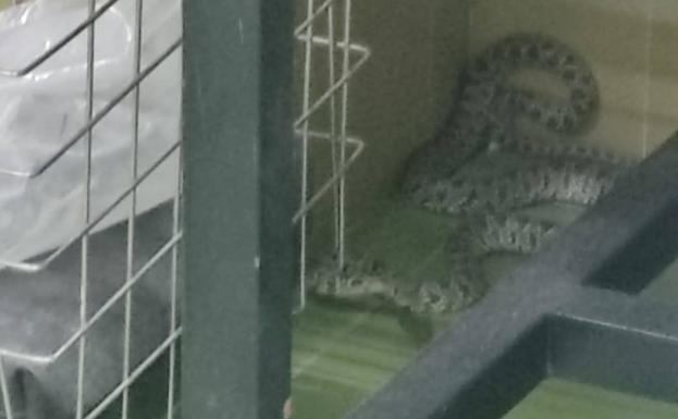 Encuentran una serpiente de grandes dimensiones en el hospital Morales Meseguer