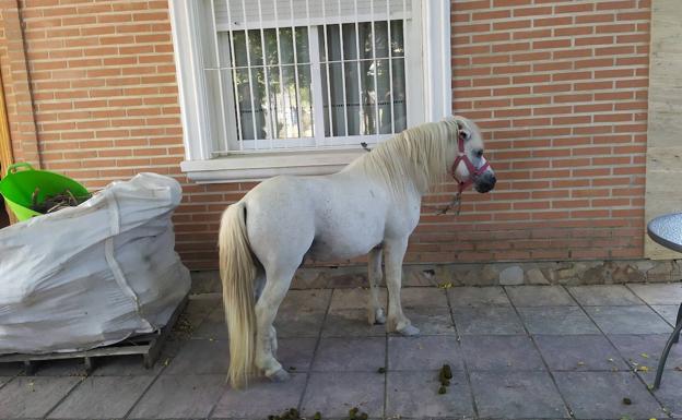 Localizan un poni que deambulaba por la calzada en la pedanía murciana de Aljucer