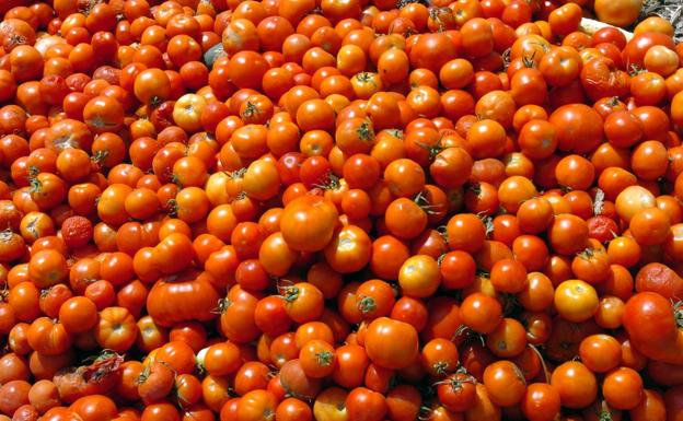 Mazarrón tomatoes in a file image. 
