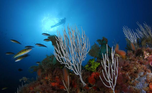 La temperatura del mar sube a 29ºC y amenaza a las gorgonias y la posidonia