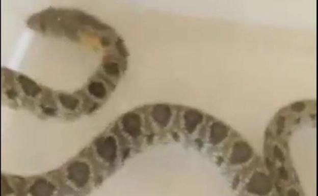 Atrapan una serpiente en el hospital Morales Meseguer de Murcia