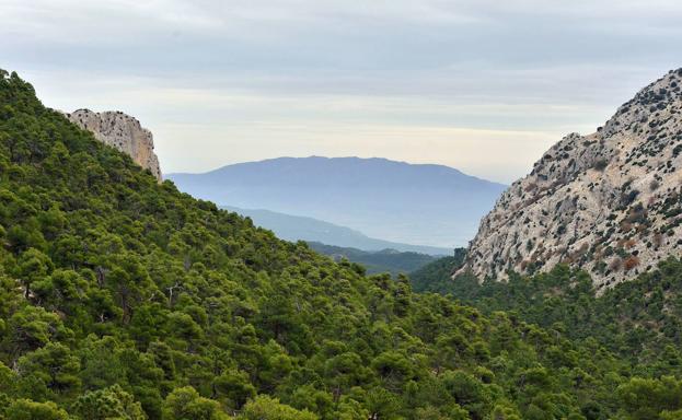 Reforestar con un ojo puesto en el Holoceno