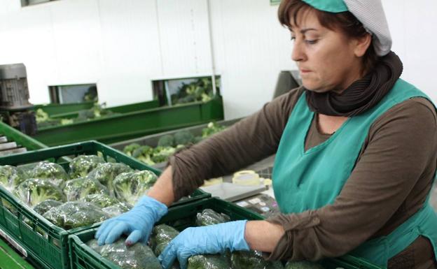 Los productores de brócoli y coliflor de la Región de Murcia afrontan una de las campañas más complejas en años