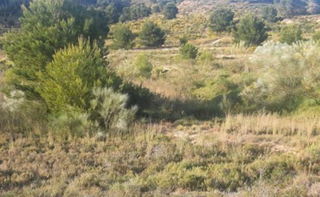 Ecologistas en Acción denuncia que la tala de arboles amenaza el hábitat de la finca La Naveta del Puerto