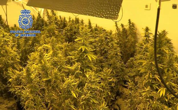 Detenido el presunto responsable de dos naves dedicadas al cultivo de marihuana en Murcia