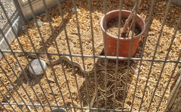 Atrapan una culebra dentro de una pajarera de Totana