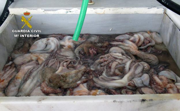Incautan 20 kilos de pulpo en Mazarrón