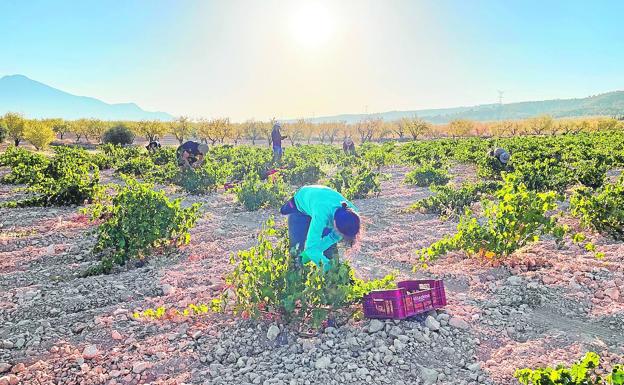 Calidad 'premium' para el arranque de la vendimia de la Región de Murcia
