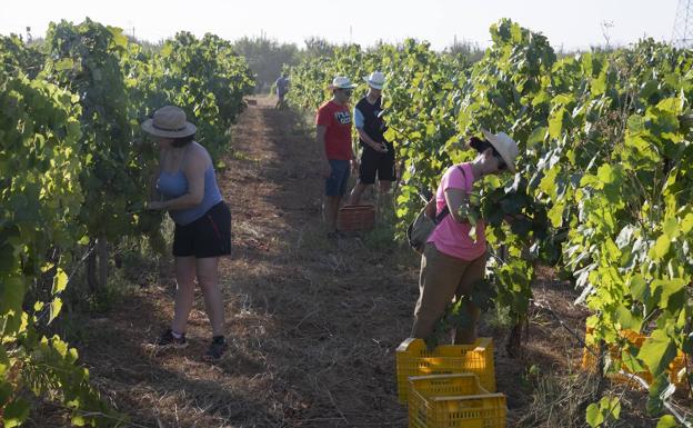Estudiantes, profesores y personal se reencuentran en la Fiesta de la Vendimia de la UPCT