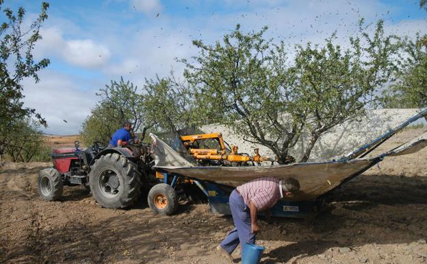 La especulación acecha sobre una cosecha de almendro muy recortada por la sequía