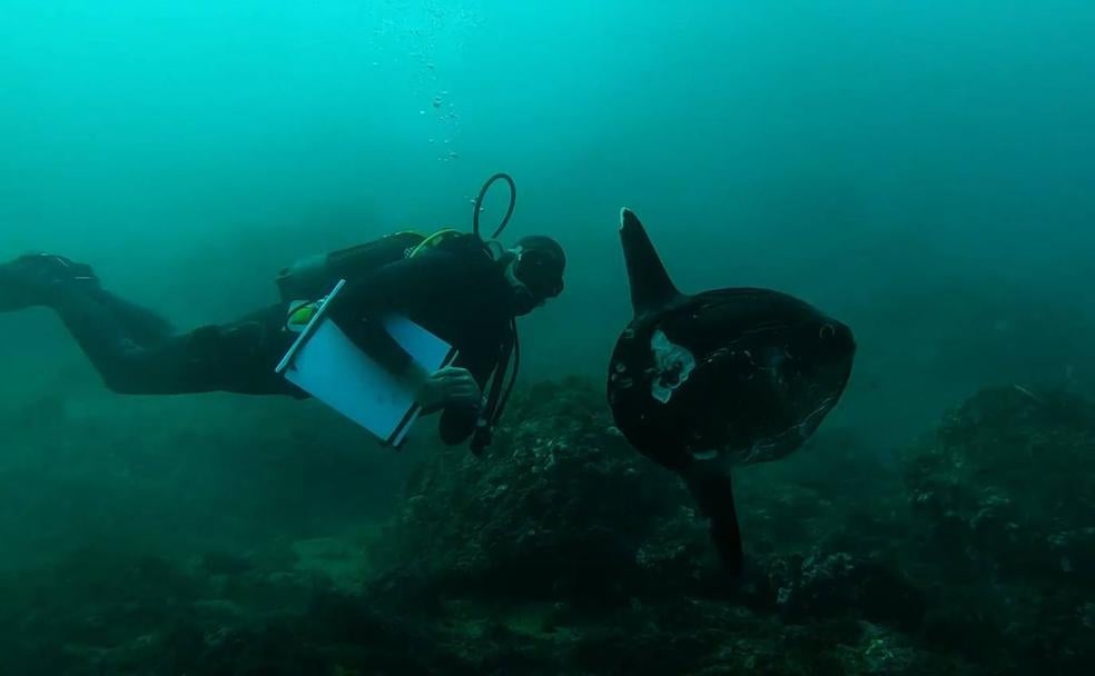 Nadando con barracudas y peces luna