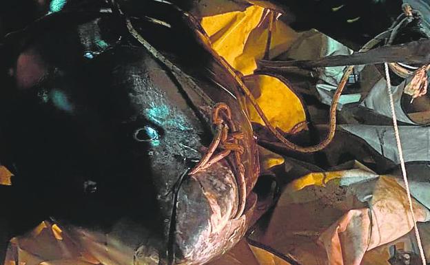 Sorprendidos en San Javier con dos atunes robados de casi 250 kilos de peso cada uno