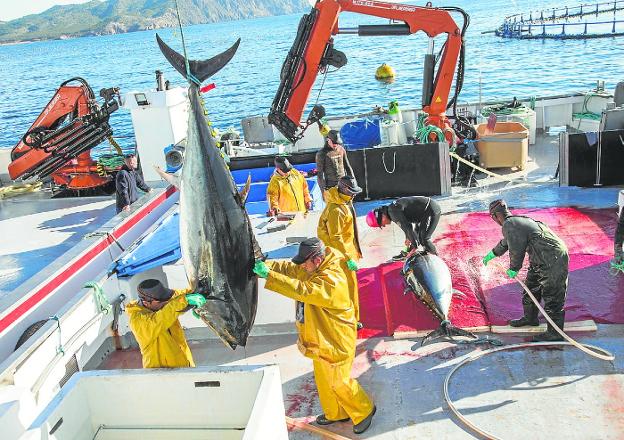 La exportación regional de pescado bate récords ante el 'boom' de pedidos italianos