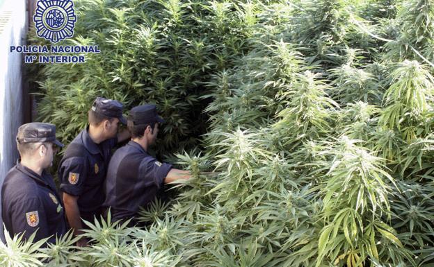 Diez detenidos en una macrooperación en Cataluña contra el tráfico de marihuana