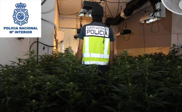 An agent of the National Police, next to the intervened marijuana plantation.