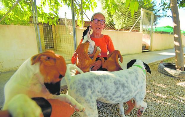 Las protectoras de animales reclaman endurecer las penas para los agresores