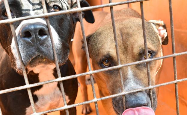 Más de 400 personas se interesan por la adopción de perros en Murcia