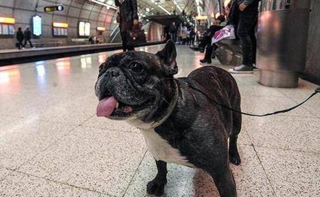 Los perros de este tamaño ya pueden viajar en los trenes de Renfe