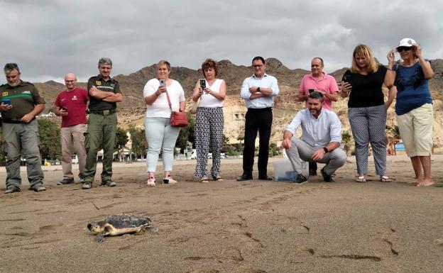 Liberada una tortuga boba en Bolnuevo tras ser tratada en el Centro de Recuperación de Fauna Silvestre