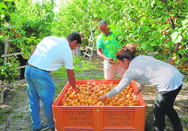 Harvesting of apricots on a farm in Cieza, last season. 