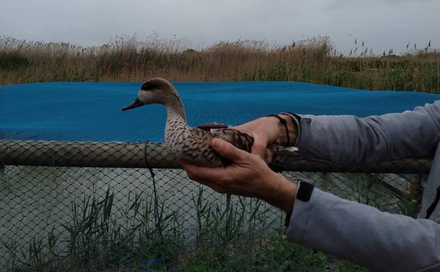 La mitad de las aves van a menos