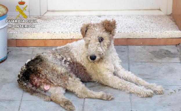 Investigan al dueño de una perra por presunto maltrato animal en Murcia