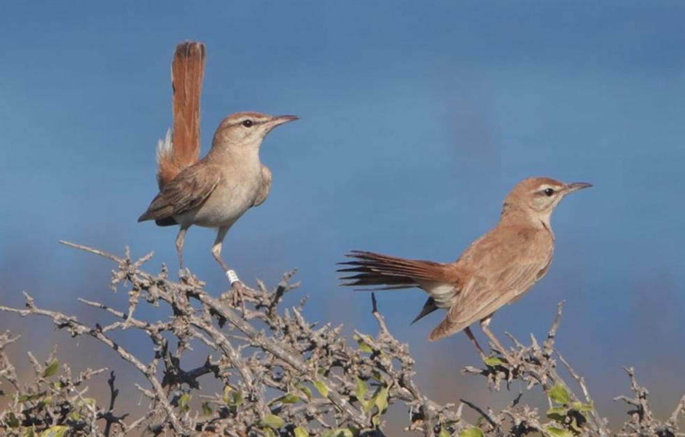 El mensaje que nos envía el desplome del alzacola