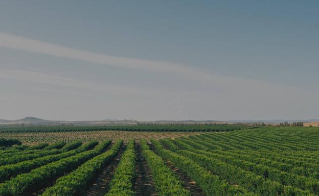 La empresa murciana AM Fresh continúa su expansión y compra la asiática Fruit-X