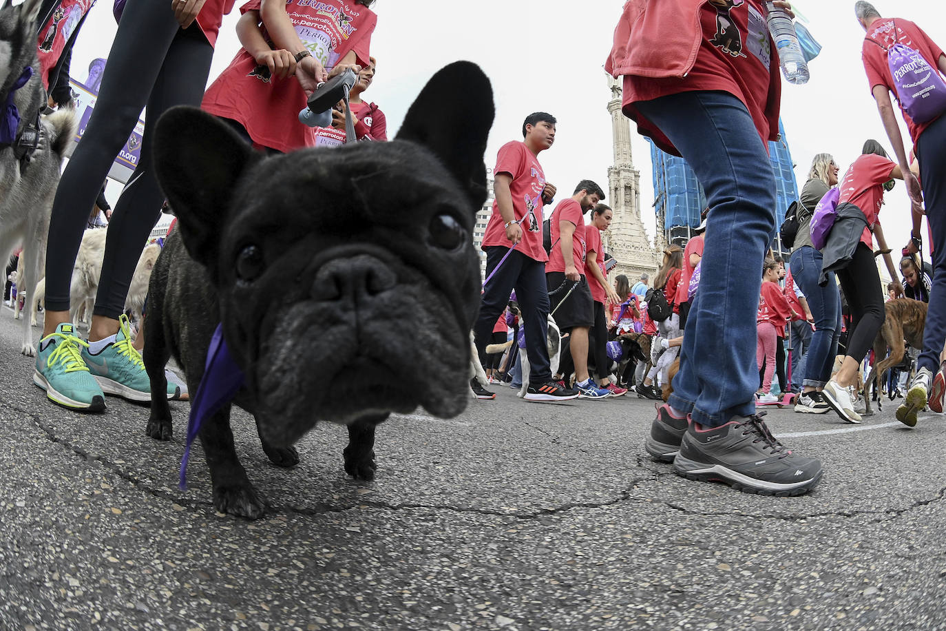 Perrotón Madrid 2022