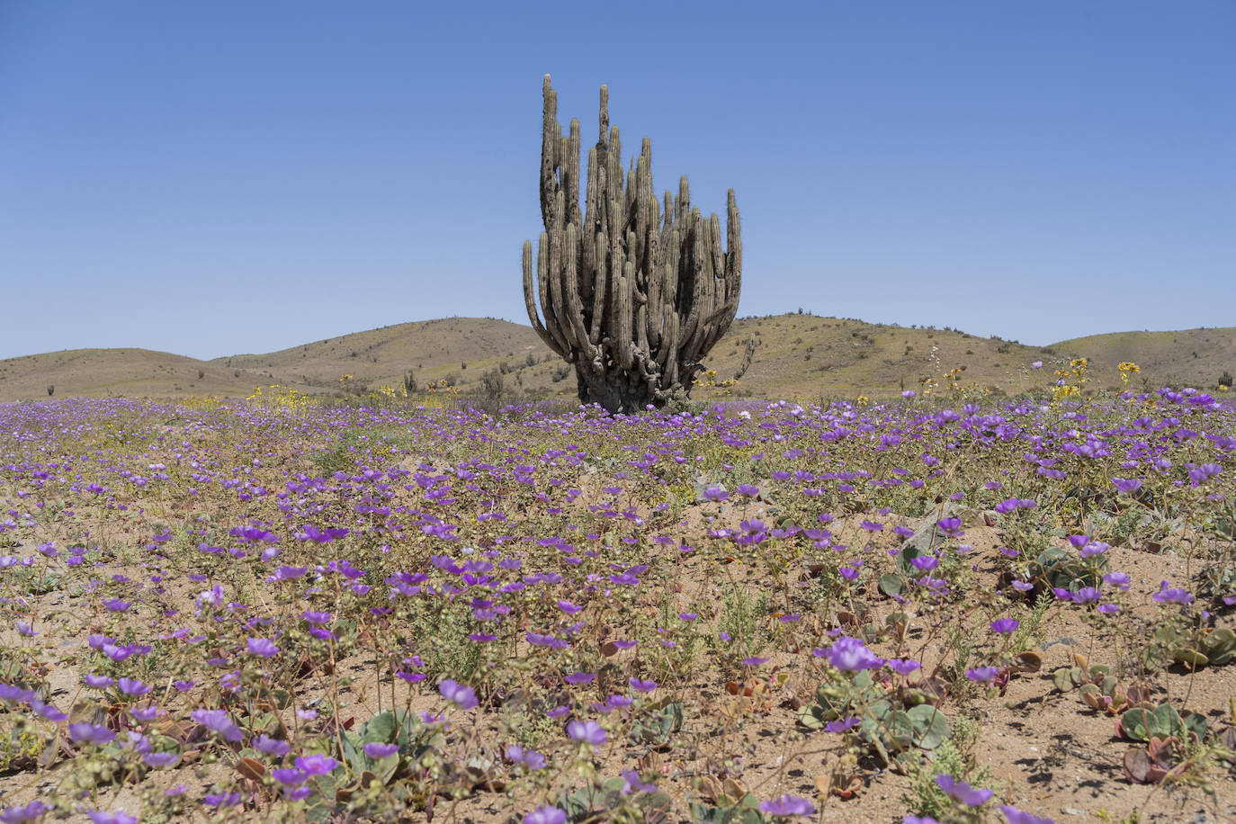 Flores en el desierto