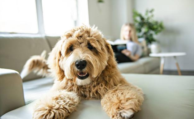 Así puedes hacer un repelente natural para que tu perro no orine en casa