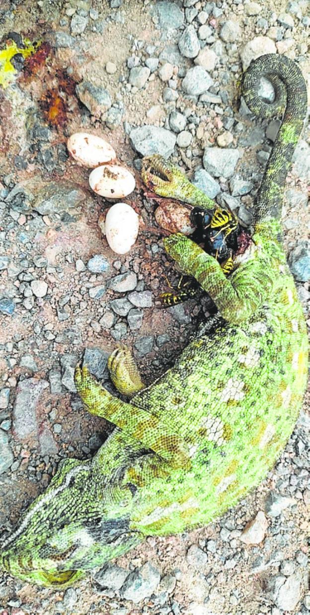 Los atropellos de fauna en Calblanque se disparan por la afluencia de público