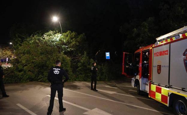 El alcalde de Lorca pide al IMAS que revise los árboles del geriátrico tras la caída de un pino