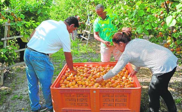Los agricultores y ganaderos de la Región de Murcia percibirán más de 22 millones de euros en pagos anticipados de la PAC