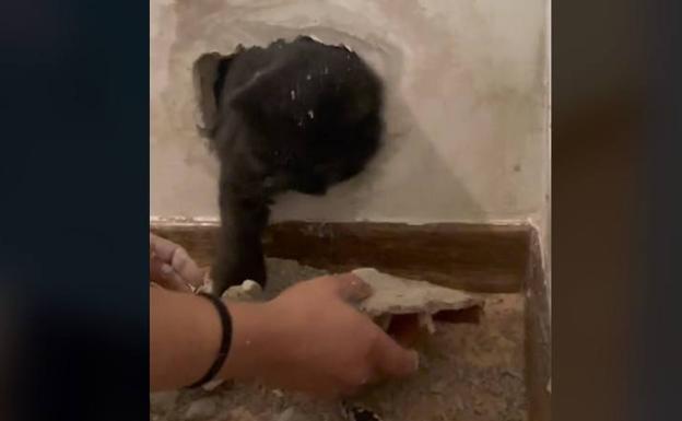 «Segismundo sepultado en vida»: Rescata a su gato después de quedar atrapado en la pared tras unas obras