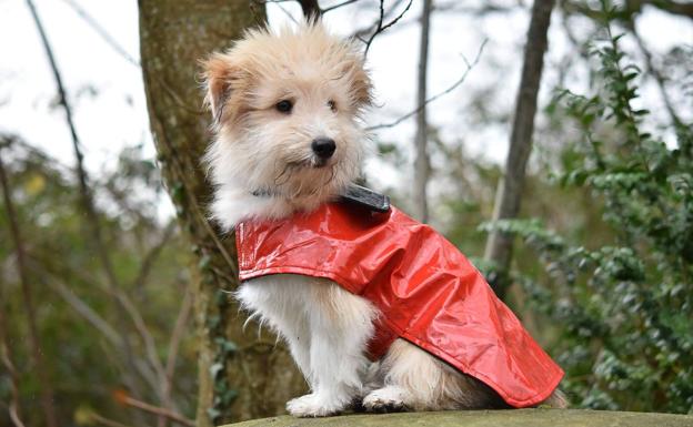 Abrigos para perros: cuándo es necesario usarlo y cómo elegir el mejor