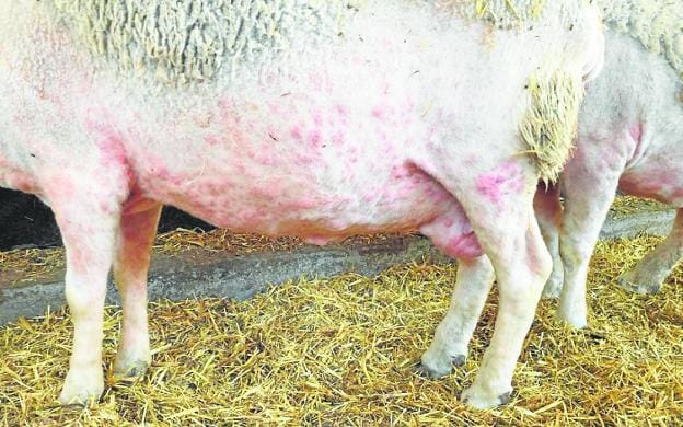 Alerta en la cabaña de ovino y caprino por un brote de viruela en España