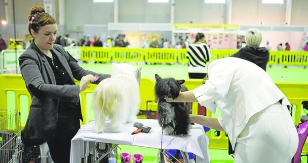 Ifepa acoge el Salón de la Mascota y la Feria Canina