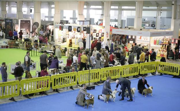 Pruebas puntuables y actividades con animales para disfrutar en familia