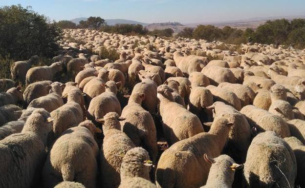 Los ganaderos de ovino y caprino de la Región de Murcia piden acelerar el plan estratégico de la PAC