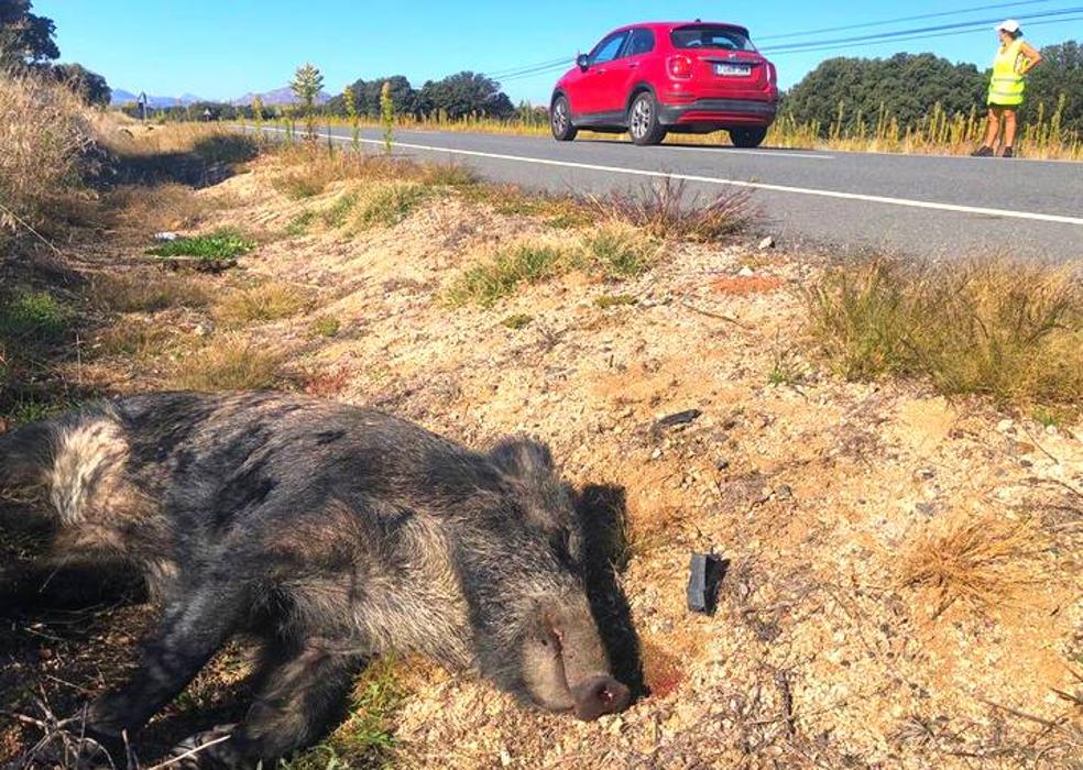 La red de asfalto que nos separa de nuestro entorno