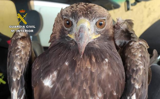 Recuperada un águila real herida en Alhama de Murcia