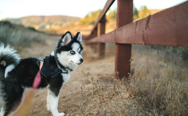 Prohibido dejar a tu perro solo en casa más de 24 horas: cómo afecta la nueva ley a los que tienen mascotas