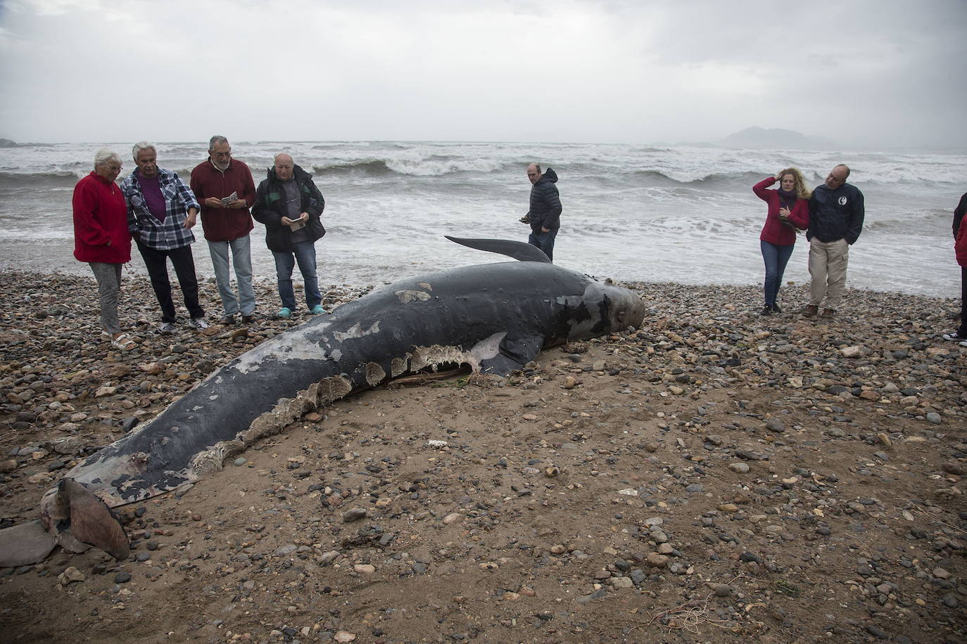 La UMU detecta contaminantes prohibidos en cetáceos varados en la costa de la Región de Murcia