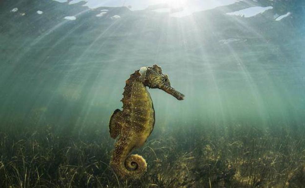 IV Premios a la Sostenibilidad Medioambiental: «El futuro, en nuestras manos»