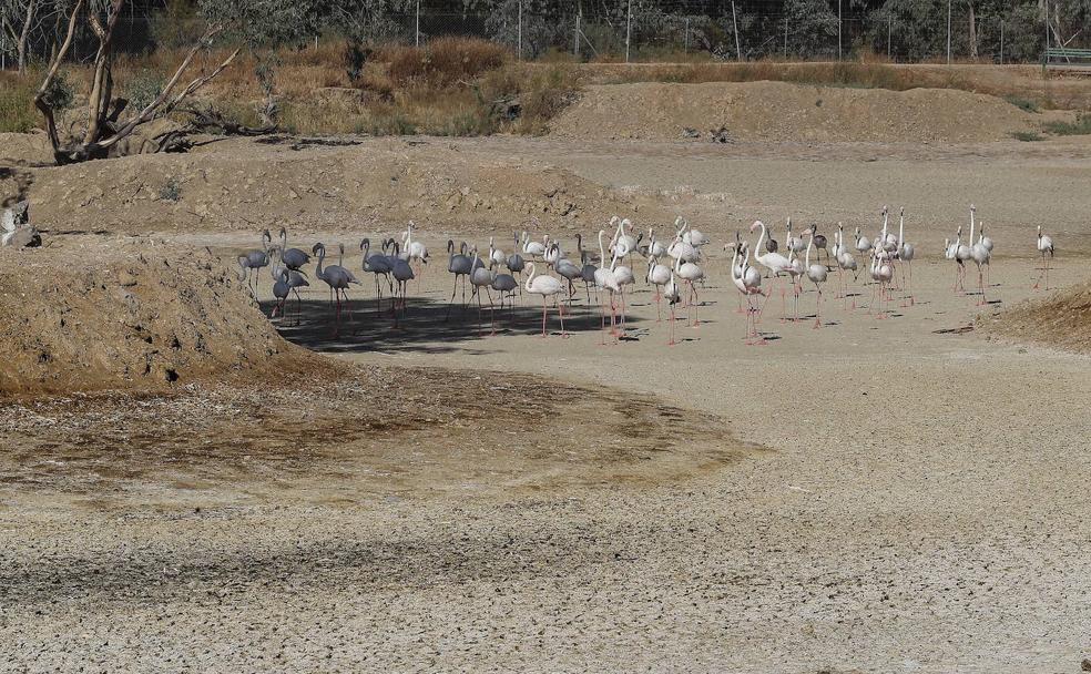 La agonía de Doñana divide al territorio