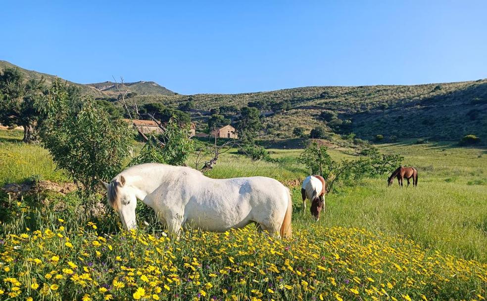 Caballos más libres para limpiar montes