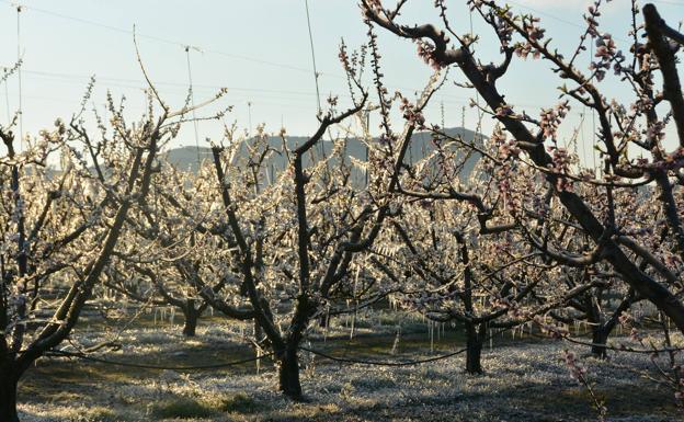 El Gobierno central destina más de 1,2 millones a la Región de Murcia por los daños de las heladas del pasado abril