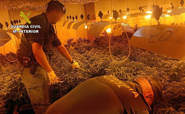 Desmantelan dos cultivos con medio millar de plantas de marihuana en el Valle del Ricote
