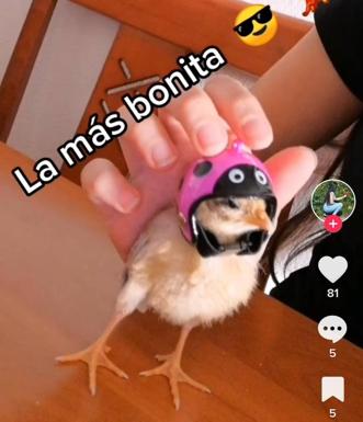 La última moda absurda en TikTok son los cascos para pollos